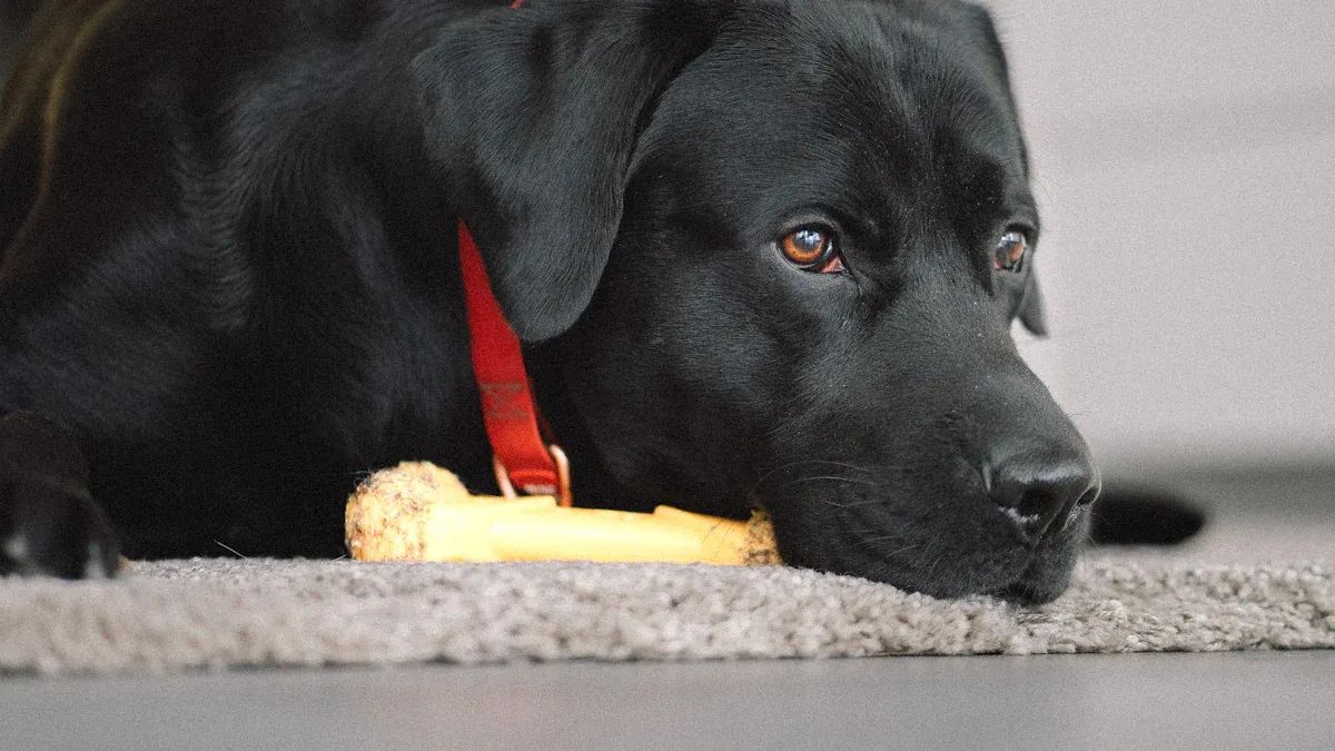 Plush Dog Toy Sample Approval: Visual and Workmanship Inspection