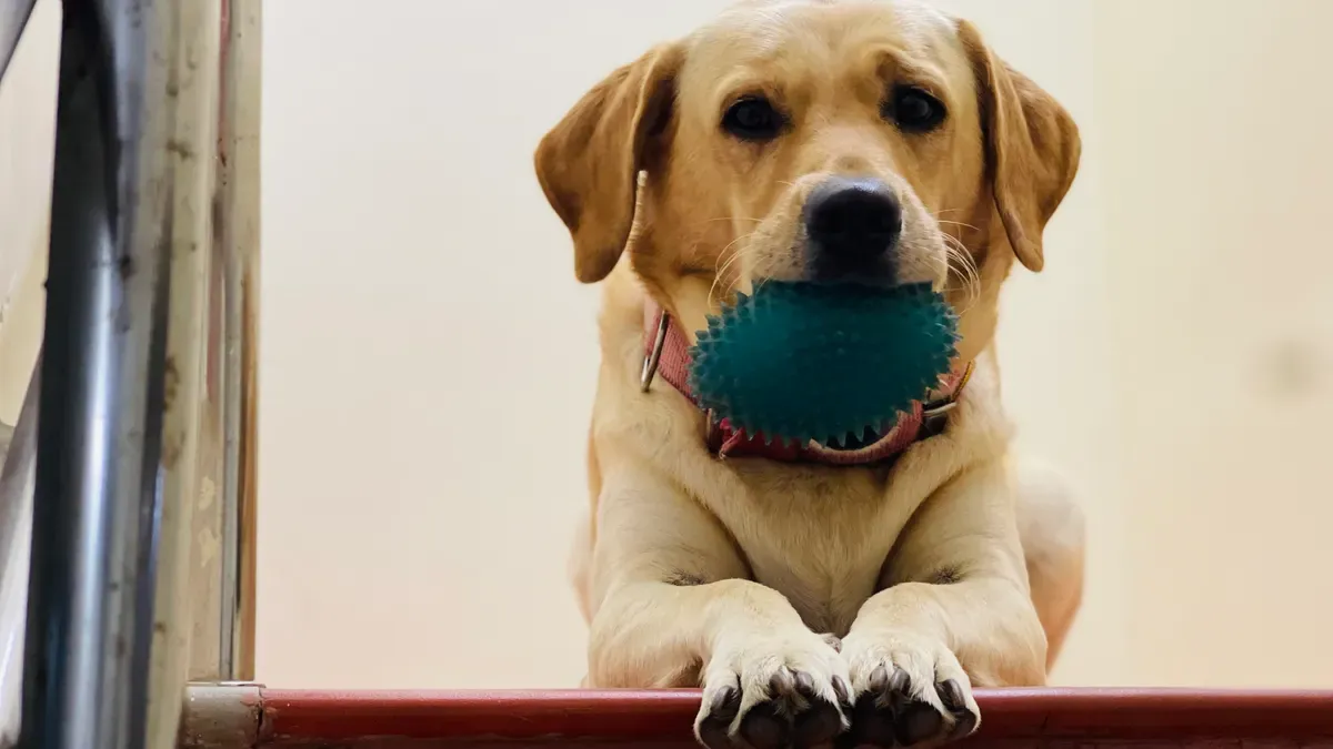 Quality Squeaky Dog Balls