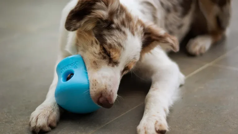 Dog chew toy recall stories every pet owner should know