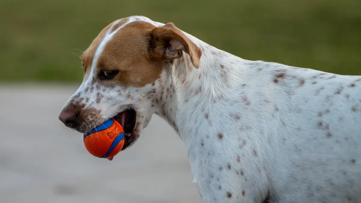 Best Materials for Floating Dog Ball Water Toys