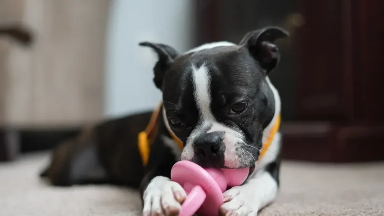 Puppy Teething Toy Wholesale: Soft TPR Range