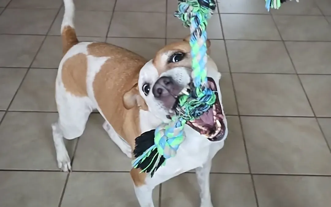 Using Rope Ball Dog Toy Combo