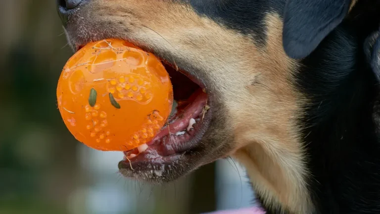 Tennis Ball vs Rubber Dog Ball Which Is Safer for Pets