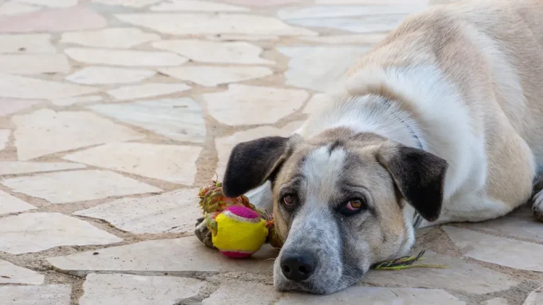Wholesale Dog Ball Toys: Solid vs Hollow Manufacturing