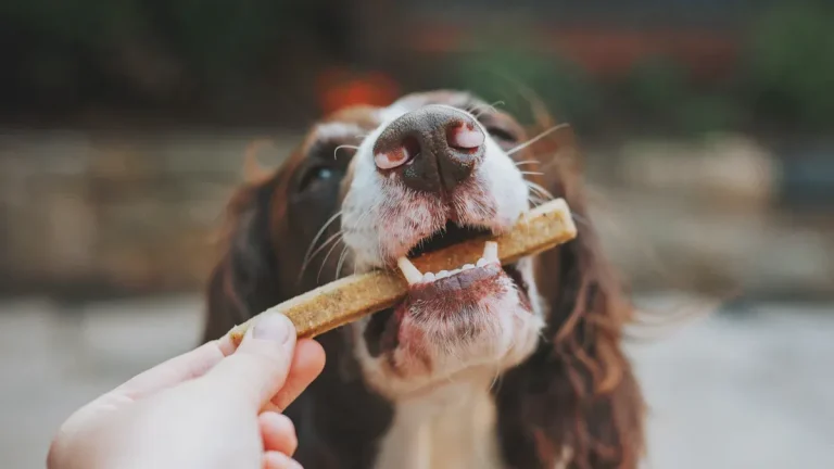 Dental Chew Toys for Dogs: OEM Manufacturing with FDA Standards
