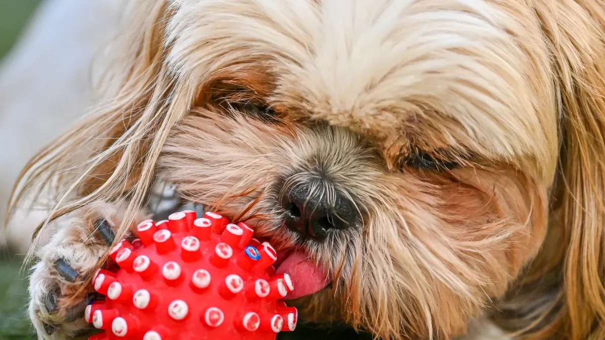 Spiked dental dog ball materials