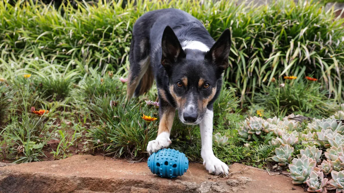 Benefits for playful pups