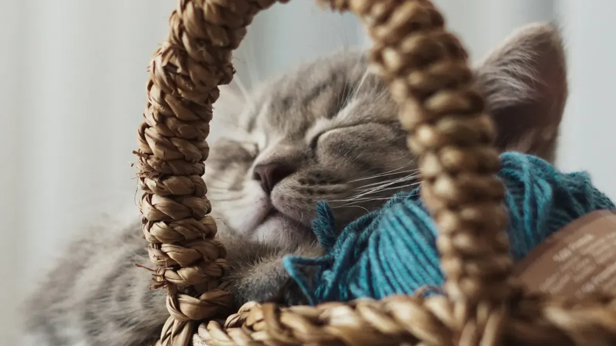How Recycled Rope Dog Toys Are Made