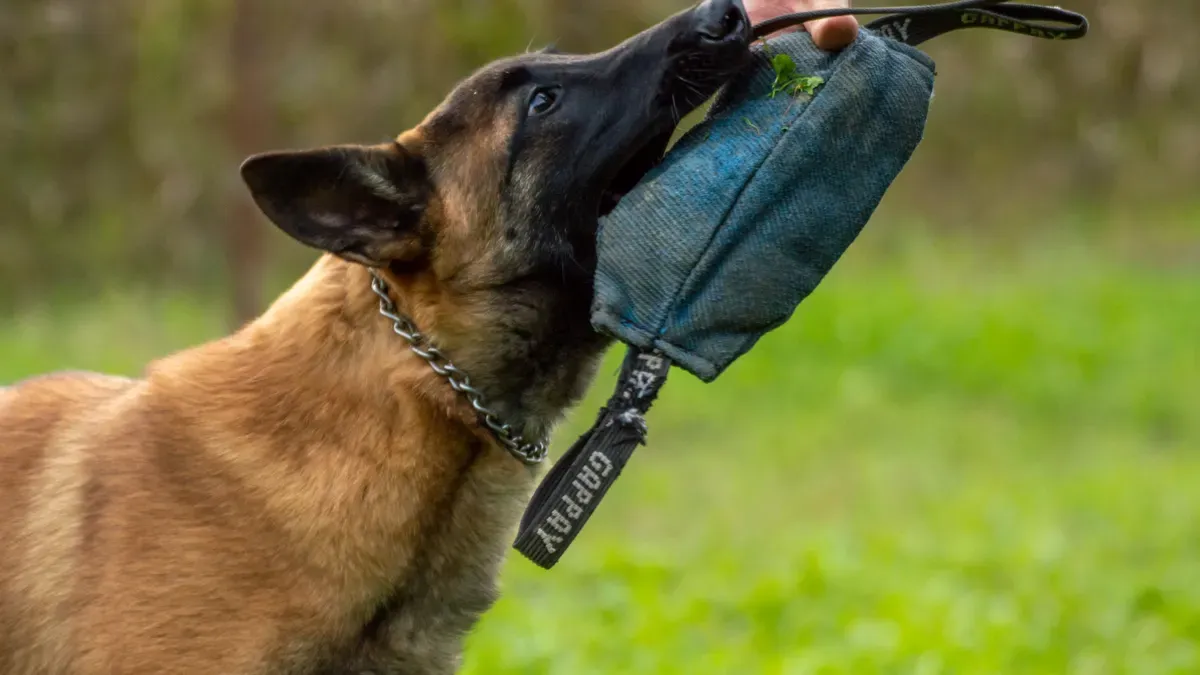 Tagging Methods for Branded Rope Dog Toy Custom Items